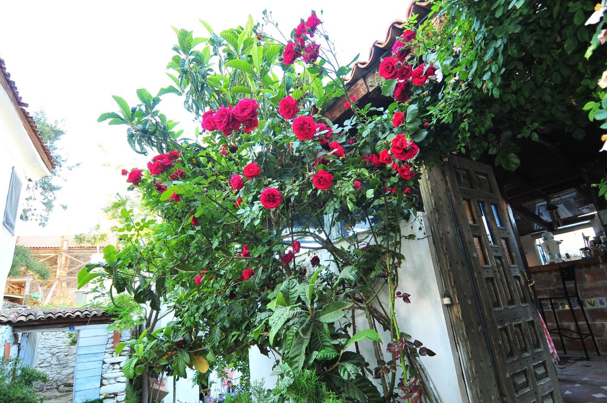 Kirkinca Hotel Selçuk Exterior foto